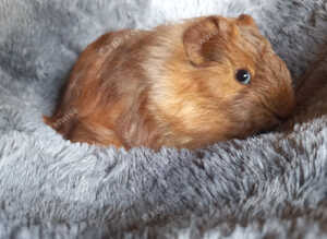 Baby Guinea pigs for sale Ready now