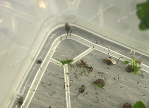 Yellow bellied toad TADPOLES
