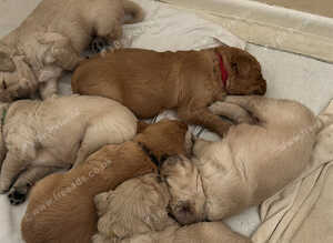 Golden retriever puppies
