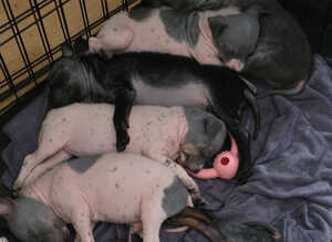 American Hairless Terrier puppies