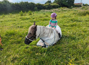 Grass livery wanted
