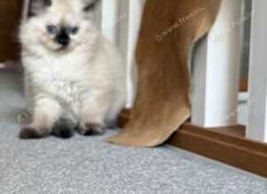 Ragdoll.  Girl
