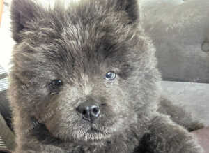 LAST BOY REMAINING CHOW.