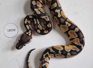 Royal python babies available between &pound;30
