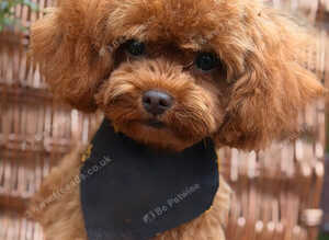Stunning Asian Poodle Boy ️