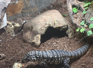 Female Tegu