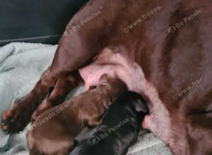 Doxiepoo Girl Puppies