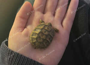 Baby herman tortoise