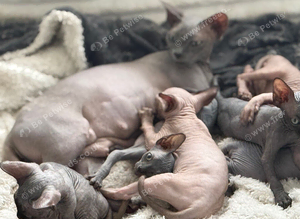 sphynx cannadian kittens