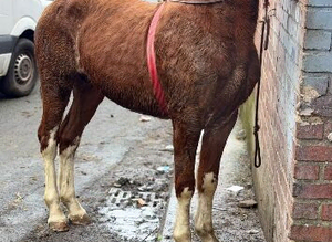 Rising 3yo welsh x Hackney