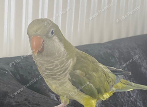 Quaker parrot