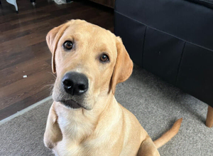 Excellent labrador for stud