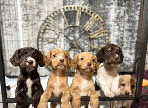 Cocker spaniel puppies