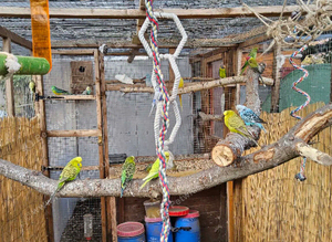 Mixed budgies