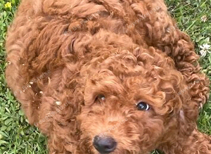 COCKAPOO PUPS