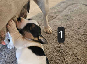 Jack Russell puppies