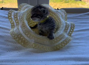 Adorable kittens