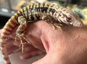 Tegu (Albino)