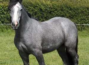 Beautiful traditional gypsy cob