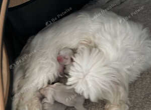 Imperial Shih Tzu puppies for sale