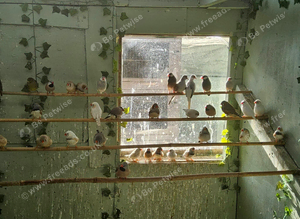 Mixed finches and dimond doves