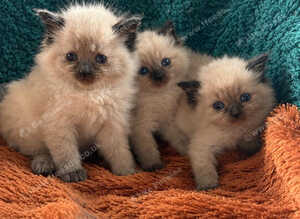 Beautiful ragdoll cross kittens