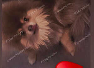 Kc pomeranion puppies