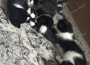 4 Kitens mum Russian blue & dad white and black.