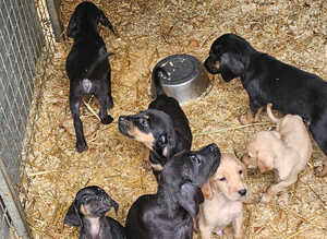 Labradore x bloodhound