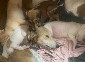 Whippet pups