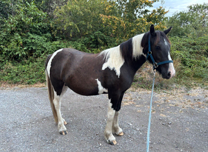 Smart gelding