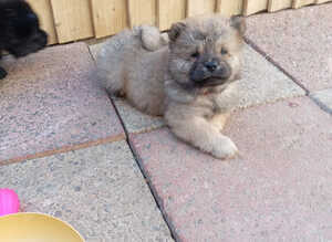 6 Chow Chow Puppies kc registered