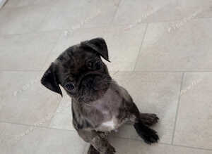 One male pug puppy left