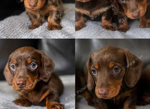 Miniature dachshunds kc reg