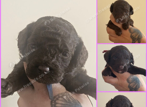 Cockapoo(chocolate)miniature