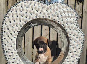 3 stunning  kc registered whippet pups