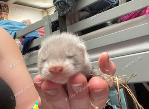 Ferrets ready soon