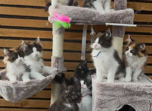 Outstanding GCCF Registered Maine Coon Kittens
