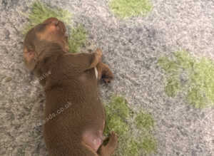 Miniature daschund