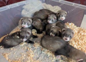 Beautiful, Well-Handled Ferret Kits Looking for Loving Homes!