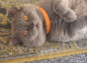 British shorthaired pure breed