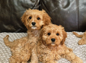Cuddly Cavapoos