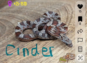 2 rare morph corn snakes
