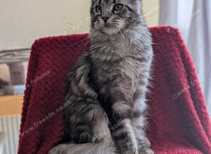 5 maine coon kittens. 4 boys and 1 girl.