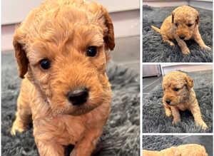 Beautiful miniature golden doodles