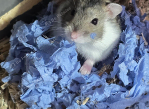 Young Male Russian Hamsters