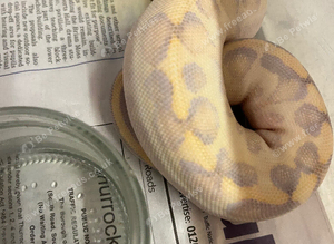 Silky way ball python babies for sale