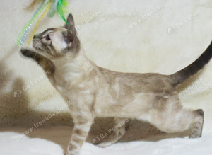 Meet Bonnie, Snow Lynx Bengal Girl, Ready to Leave