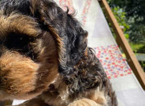 READY NOW Health checked F1 showtype miniature cockapoo  ONE BOY AVAILABLE