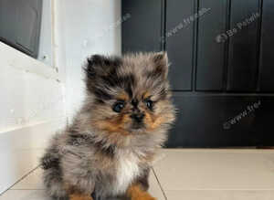 Lilac Merle Tiny Pomerianian&rsquo;s
